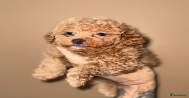 Toy Poodle dogs - Advert 1