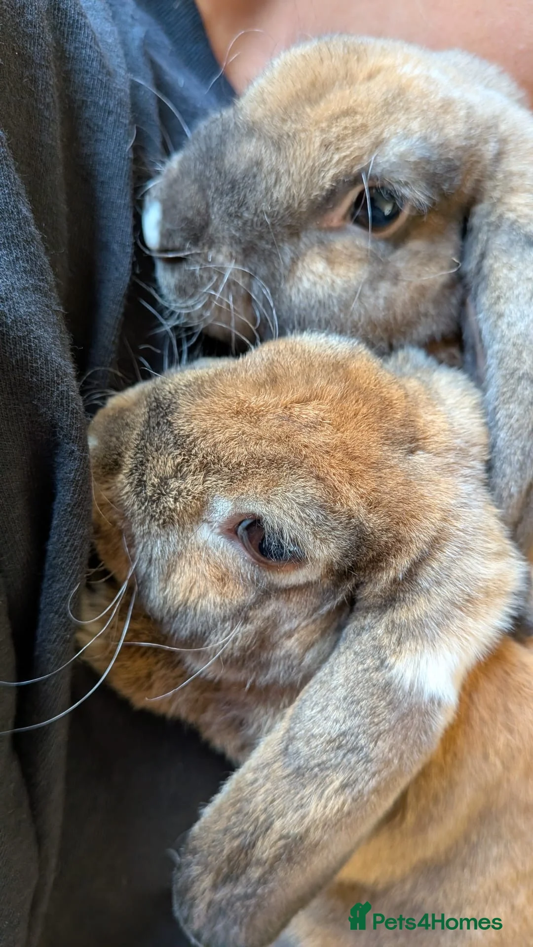 Mini Lop rabbits for sale: Mini plush lop - Advert 16