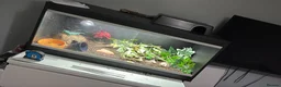 Bearded Dragon reptiles for sale: Fire skink - Advert 2