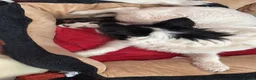 Mixed Breed dogs for sale: Cockapoo x fox terrier  in Gillingham - Advert 2
