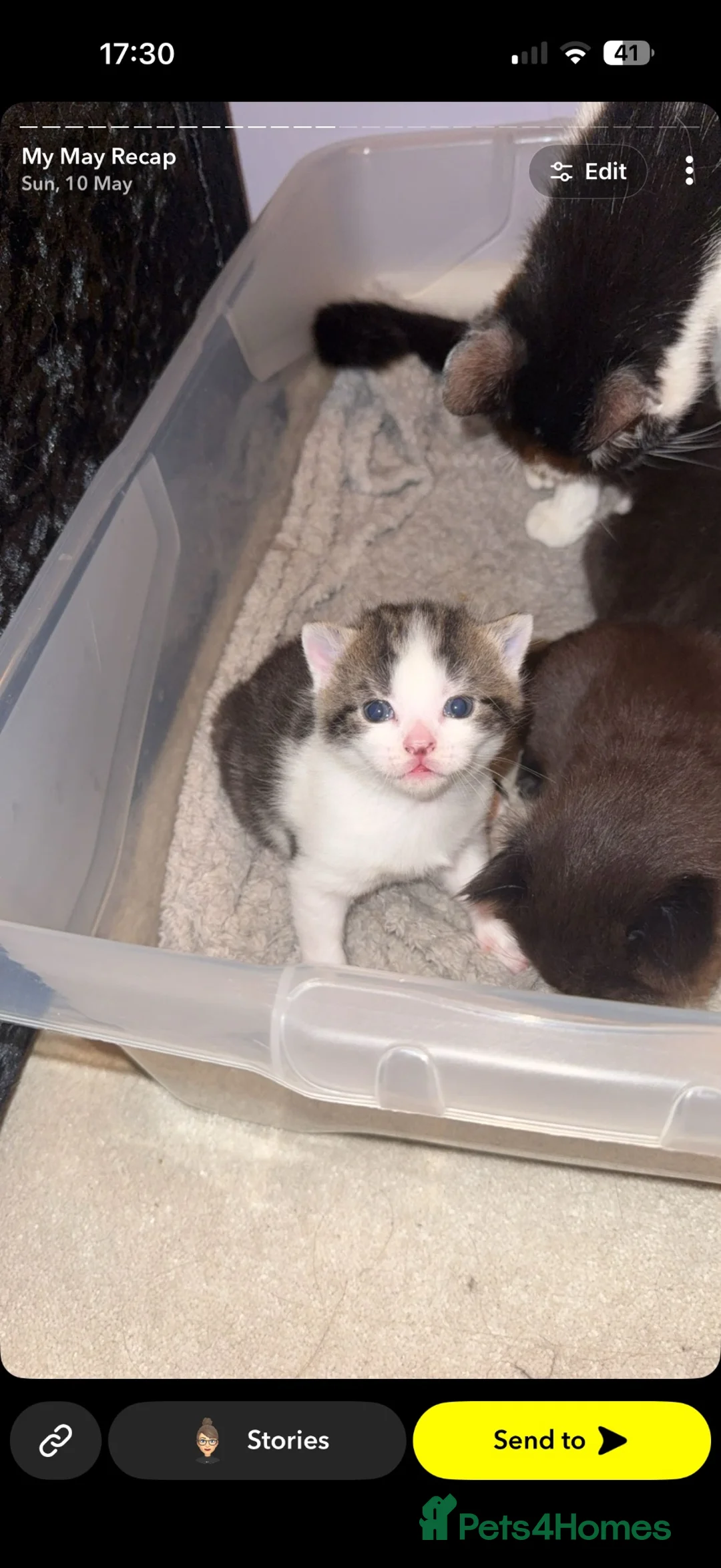 Domestic Shorthair cats for sale: Gorgeous Male Kitten in Bristol - Advert 2