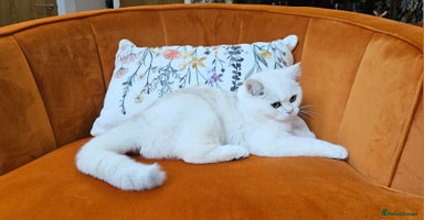 Scottish Fold cats - Advert 1