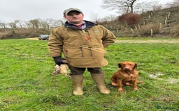 Labrador Retriever dogs for sale: Deep fox red Labrador Puppies,FULLY TESTED PARENTS - Image 13