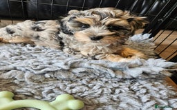 Maltipoo dogs for sale: Beautiful F1 Merle Maltipoo boy - Image 6