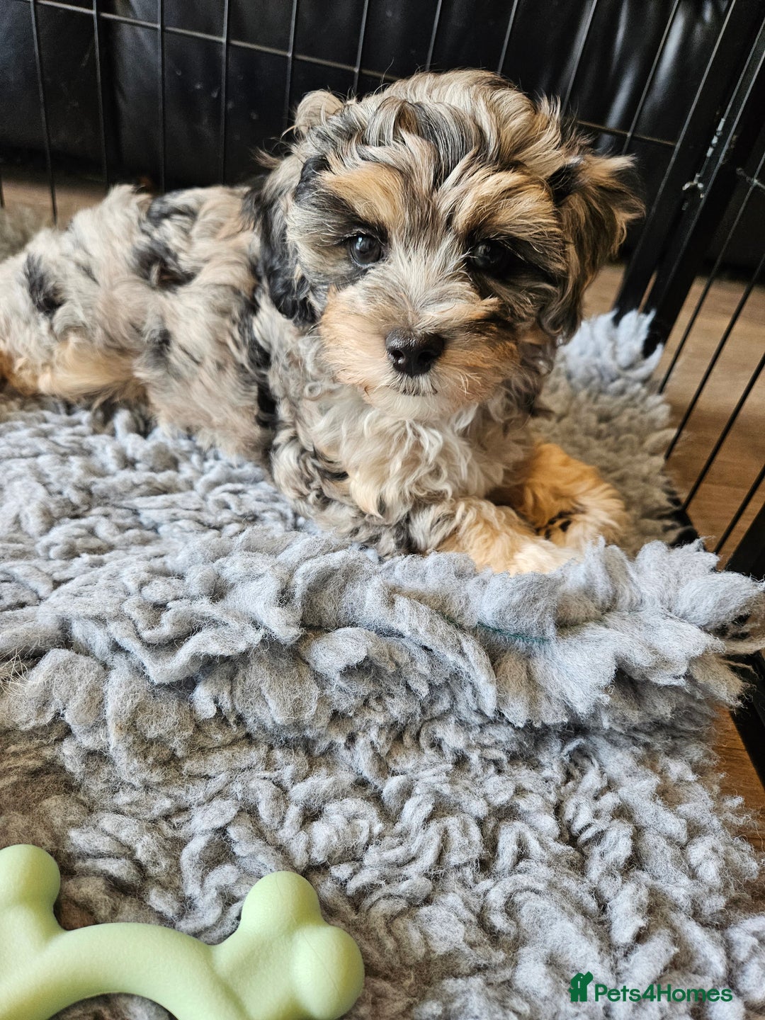 Maltipoo dogs for sale: Beautiful F1 Merle Maltipoo boy - Image 6