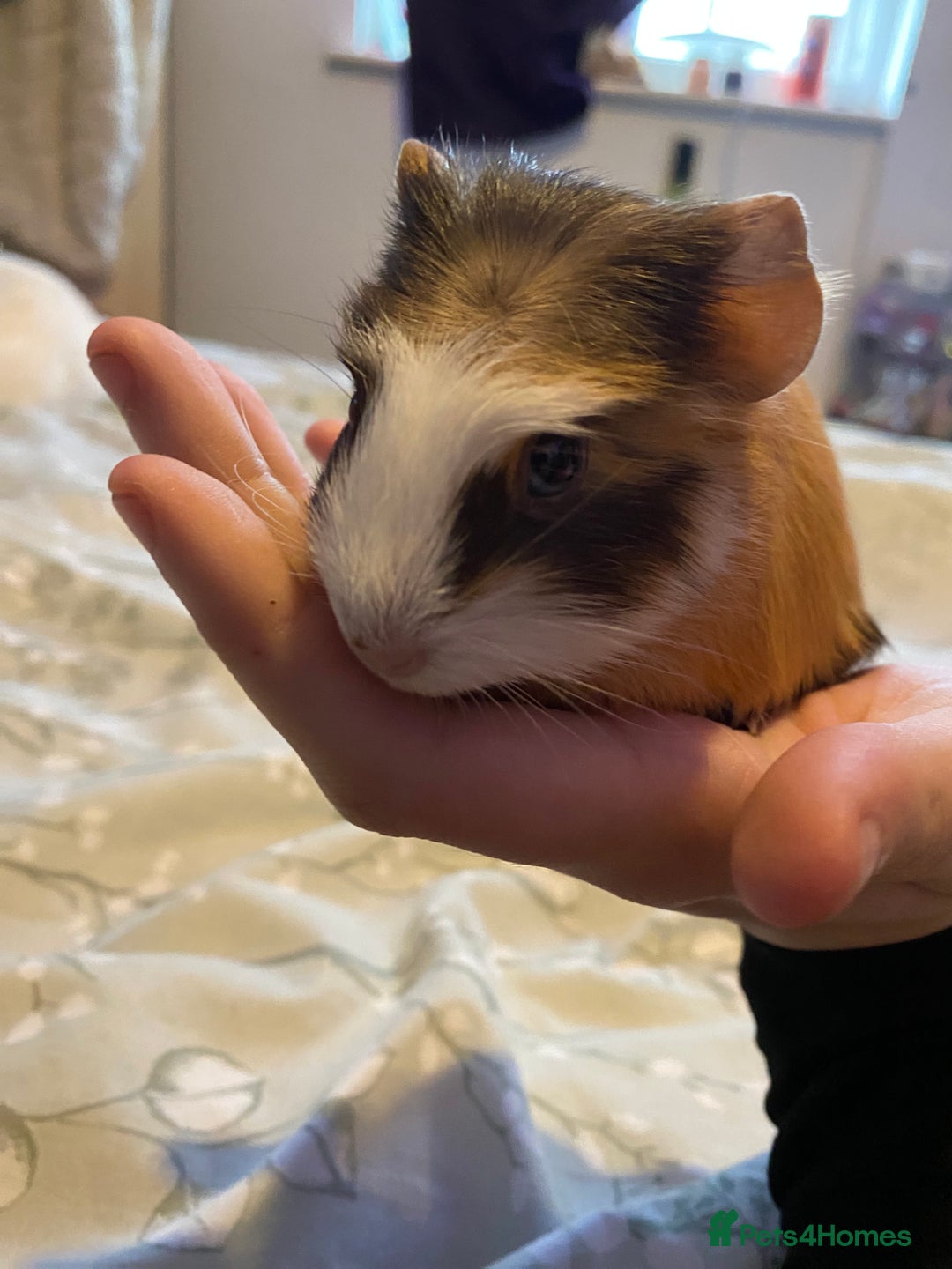 Guinea Pig rodents for sale: Guinea pigs  - Image 15