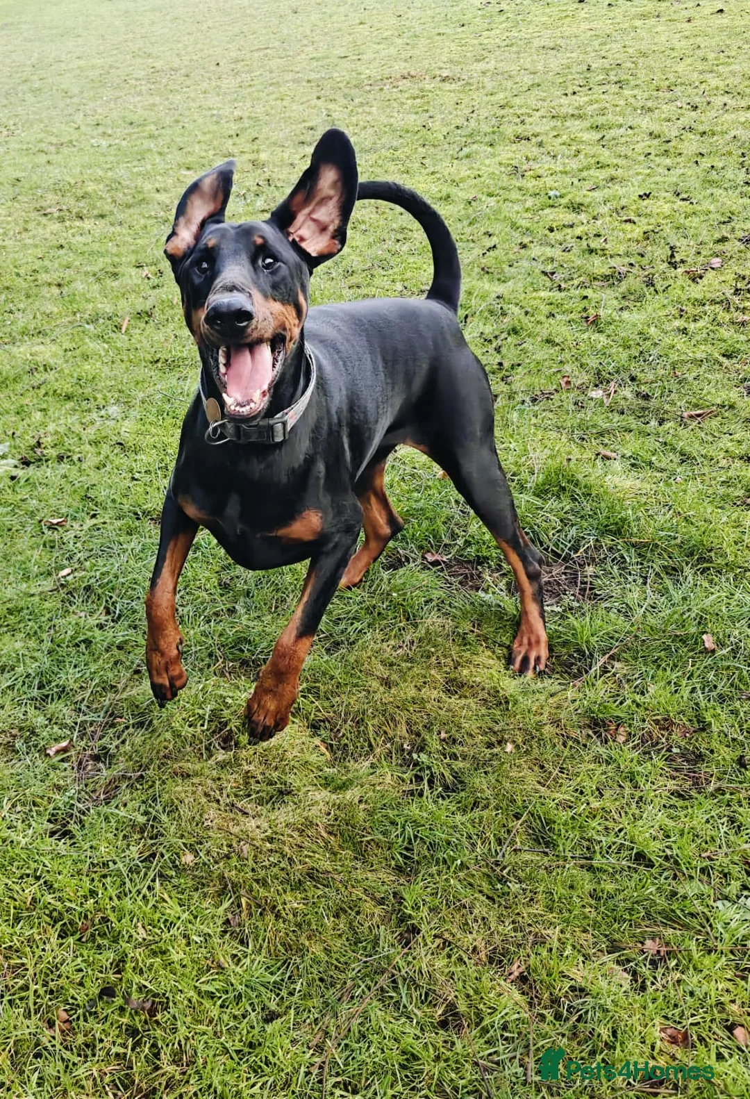Dobermann dogs for sale: A Stunning strong KC Reg Black & Tan Doberman - Advert 13
