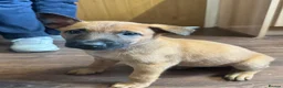 Mixed Breed dogs for sale: Belgian Malinois X Dutch Herder puppies.  - Advert 8