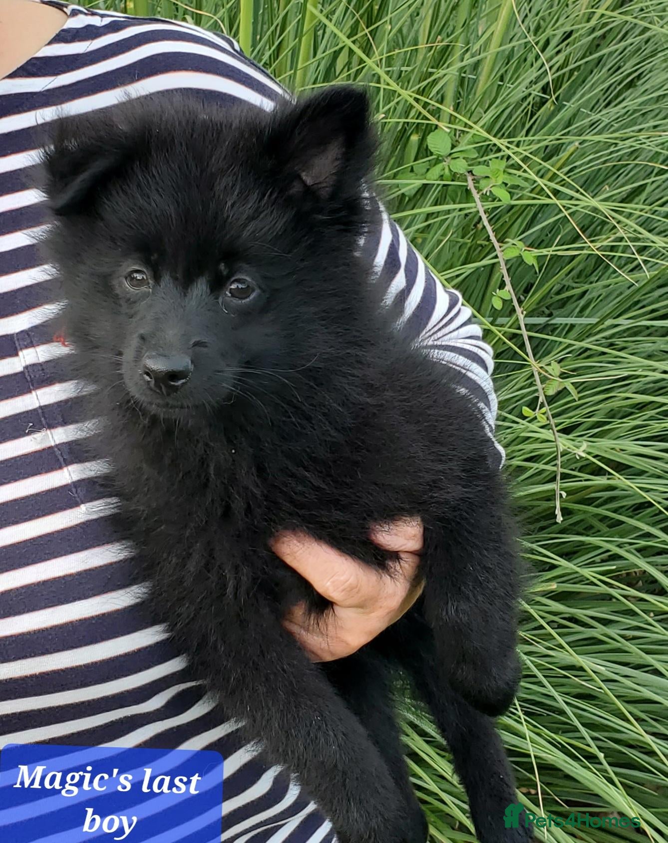 German Spitz dogs 1 German Spitz Mittel Boy left - Black - Advert 1