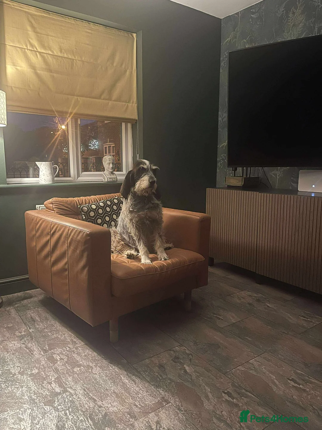 Mixed Breed dogs for adoption: Lovely Ember - looking for her forever home - Advert 2