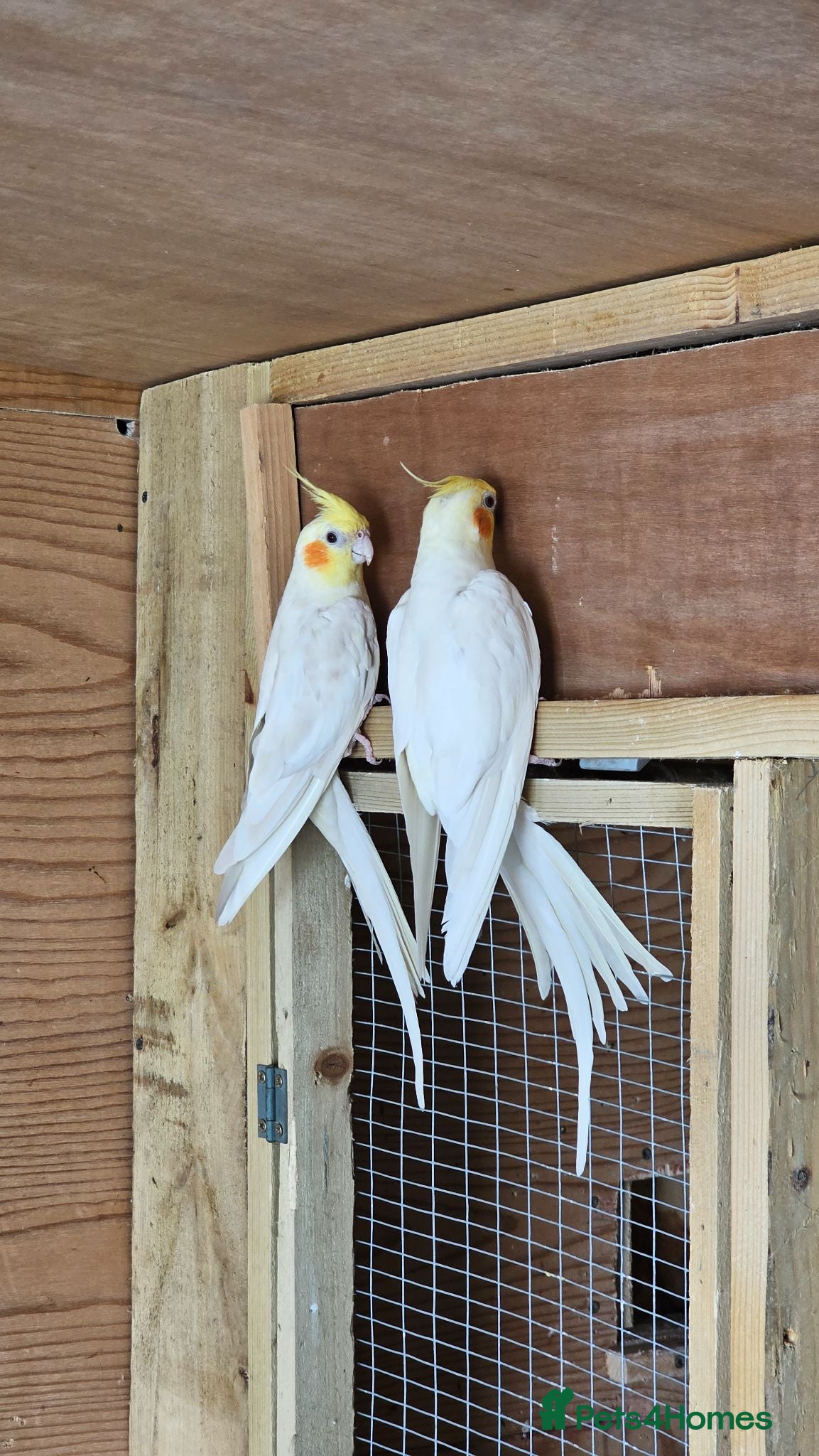 Cockatiels birds Lutino Cockatiels Males - Advert 2