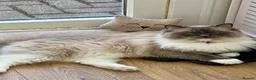 Ragdoll cats for sale: Ragdoll with blue eyes and mitten paws. in Chigwell - Advert 5