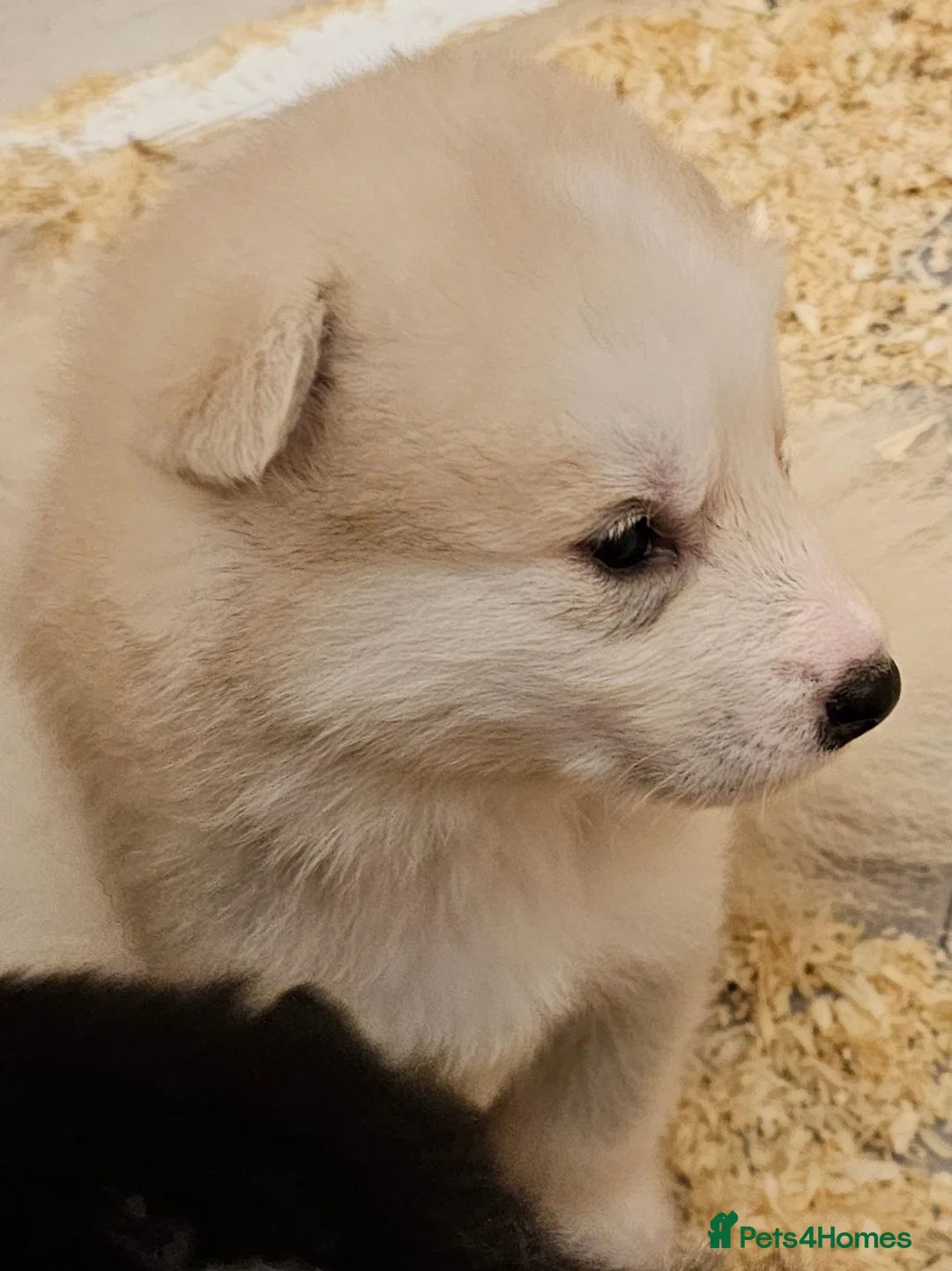 Alaskan Malamute dogs for sale: KC malamute puppies rare colours,exceptional lines - Advert 15