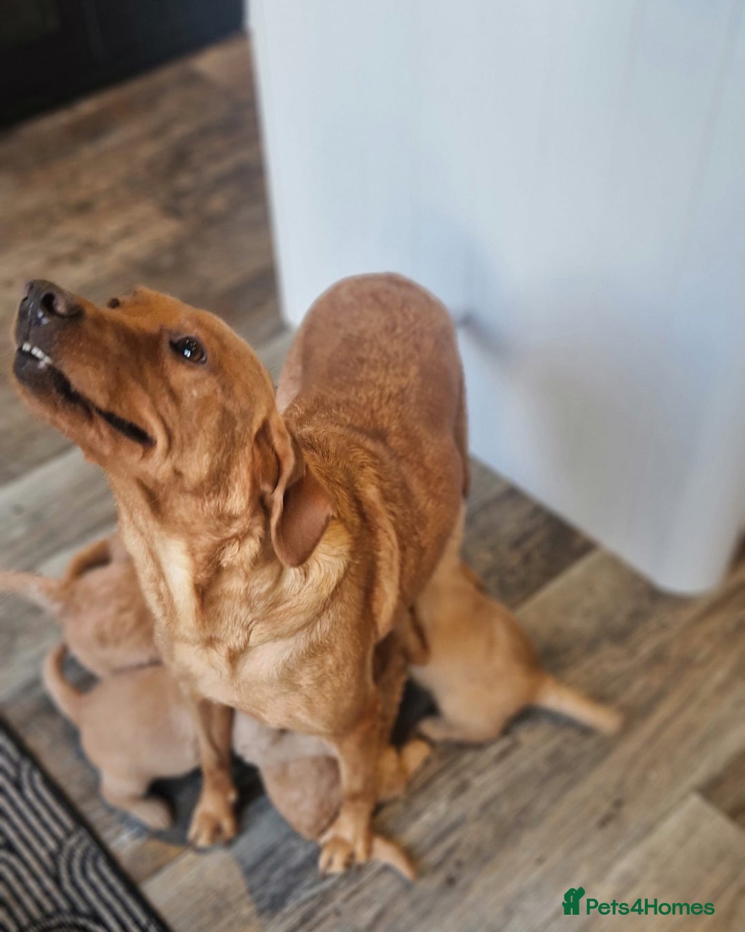 Labradoodle dogs for sale: Beautiful F1 Labradoodles - Advert 20