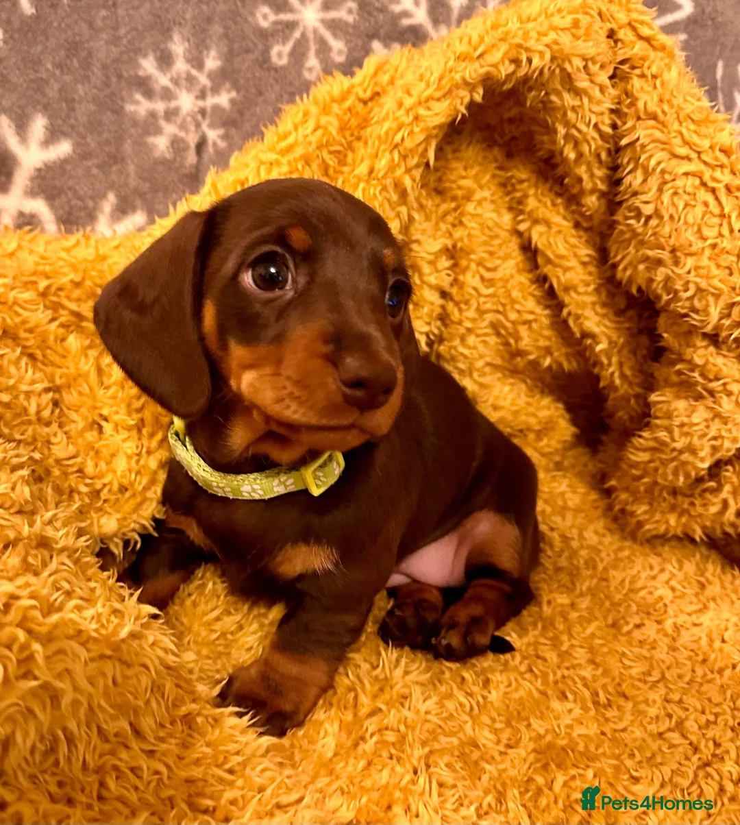 Miniature Dachshund dogs for stud: Mr Brown VERY SMALL Health tested KC reg Stud in Romford - Advert 13
