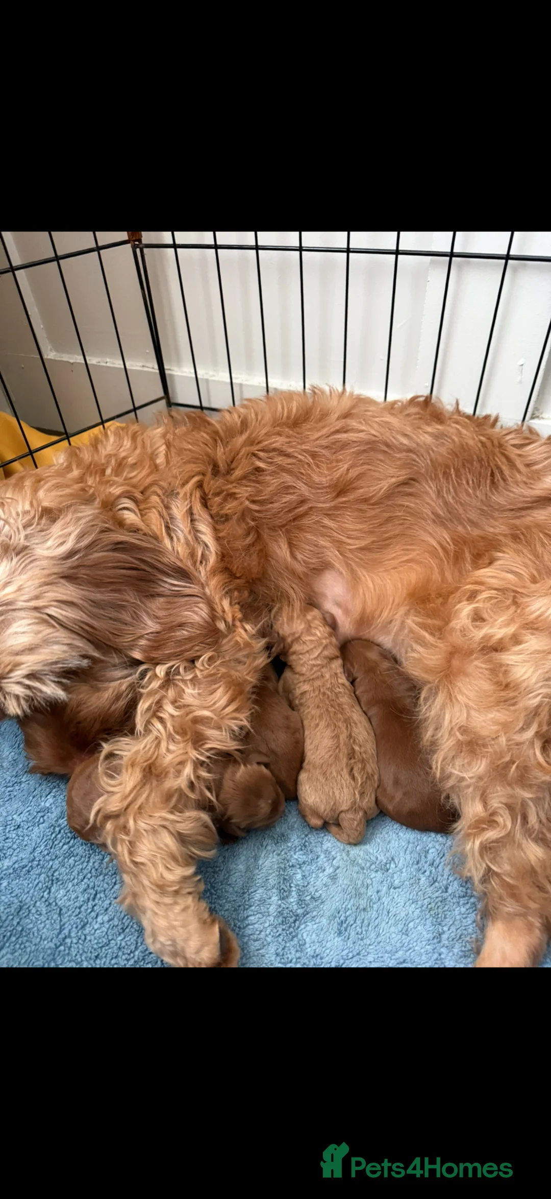 Cockapoo dogs for sale: F1B cockapoo ❤️❤️💙💙 available  - Advert 14