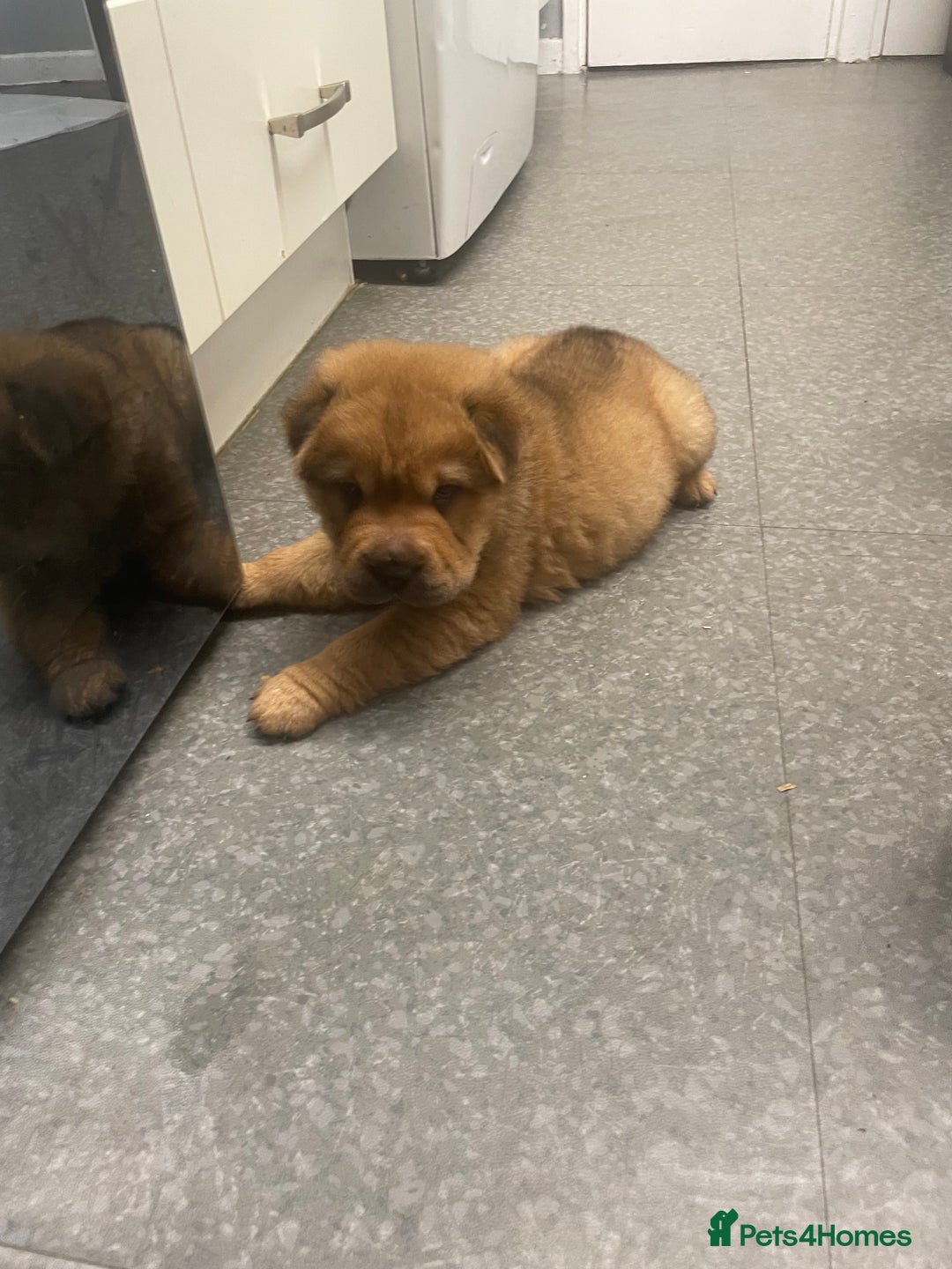 Shar Pei dogs for sale: Shar pei - Image 2