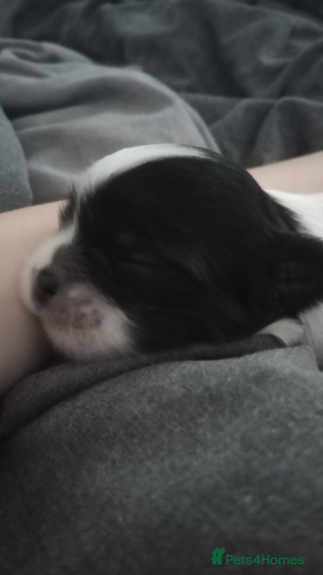 Shih Tzu dogs for sale: Adorable shih-tzu puppies - Advert 11