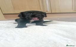 Cocker Spaniel dogs for sale: QUALITY COCKER SPANIAL PUPPIES VARIOUS COLOURS - Image 9