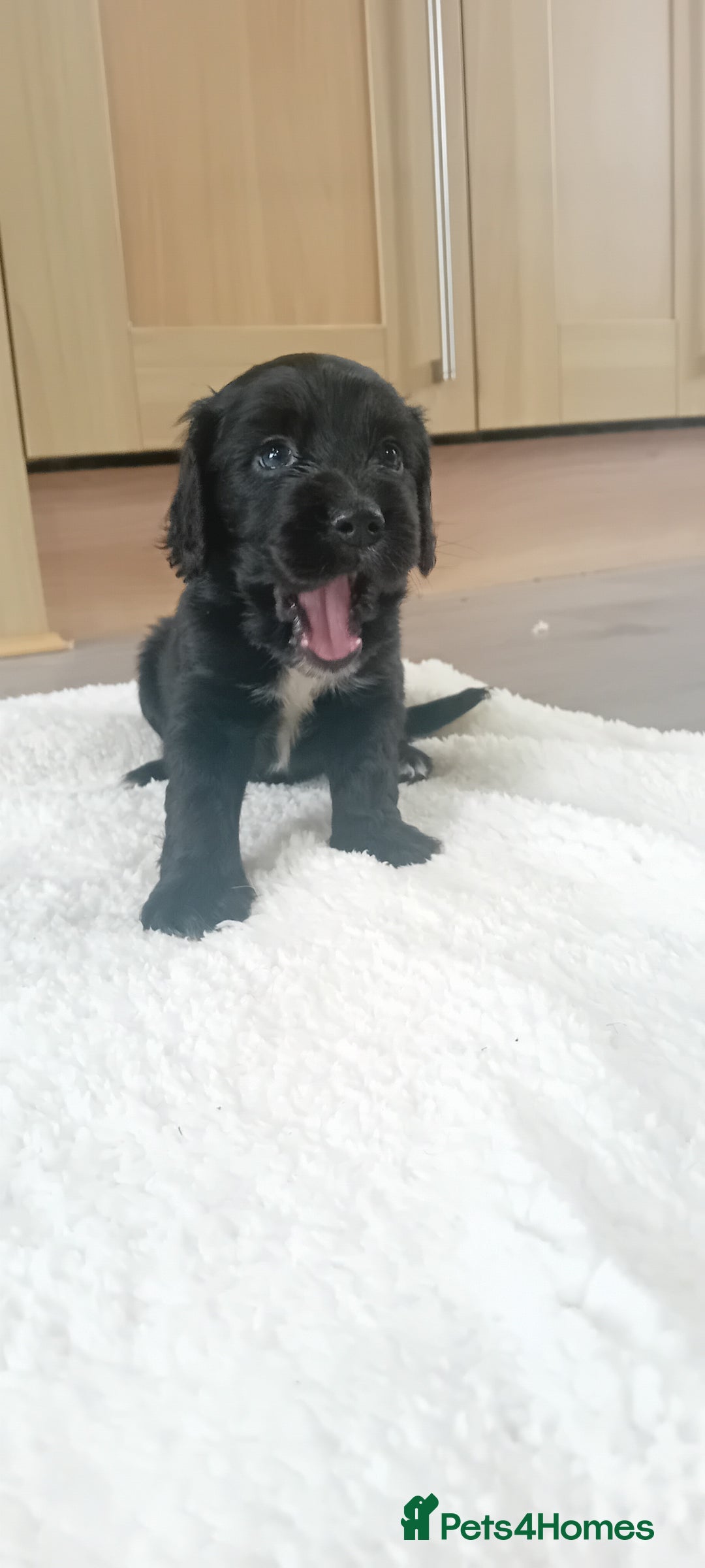 Cocker Spaniel dogs for sale: QUALITY COCKER SPANIAL PUPPIES VARIOUS COLOURS - Image 9