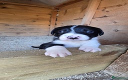 Sprollie dogs for sale: 7 lovely sprollie pups for sale - Image 2
