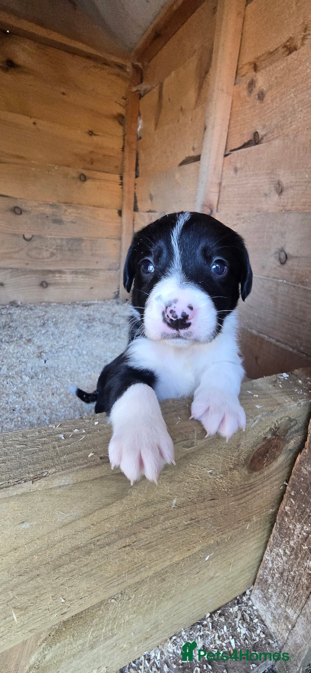 Sprollie dogs for sale: 7 lovely sprollie pups for sale - Image 2