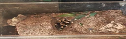 Tarantulas invertebrates for sale: tarantulas, Scorpions, Geckos,bugs and snails. - Advert 25