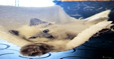 Ragdoll cats - Advert 4