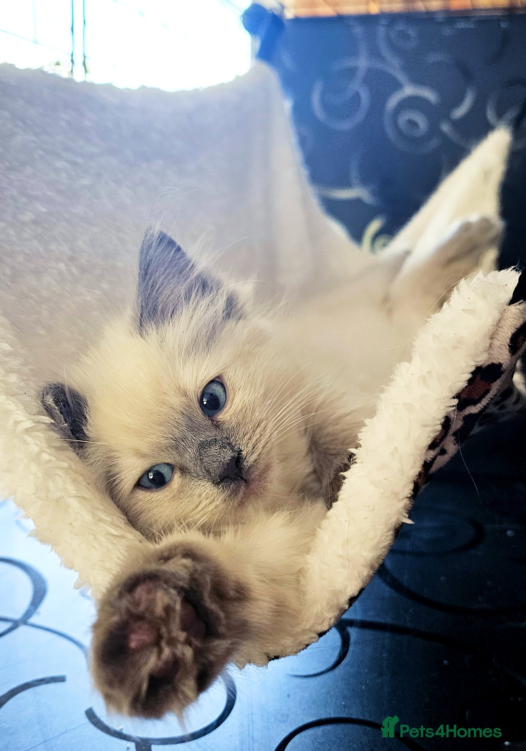 Ragdoll cats for sale: Purebred Ragdoll Girl - Image 2