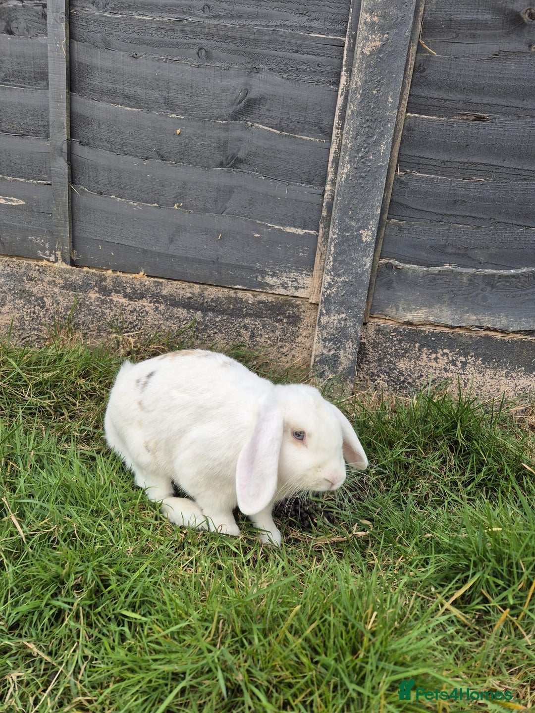 Mixed Breed rabbits for sale: 2 rabbits  - Advert 7