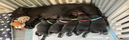 Staffordshire Bull Terrier dogs for sale: Stunning KC registered Staffy puppies 💙💙🩷🩷🩷 - Advert 1