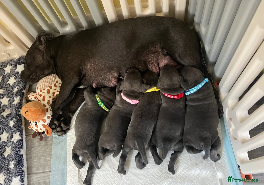Staffordshire Bull Terrier dogs for sale: Stunning KC registered Staffy puppies 💙💙🩷🩷🩷 - Advert 1