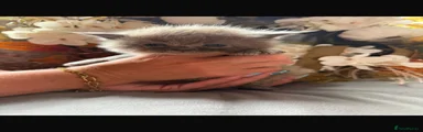 Maine Coon 2