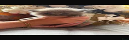 Maine Coon cats for sale: autumn maincoons🍁🎃 - Advert 7