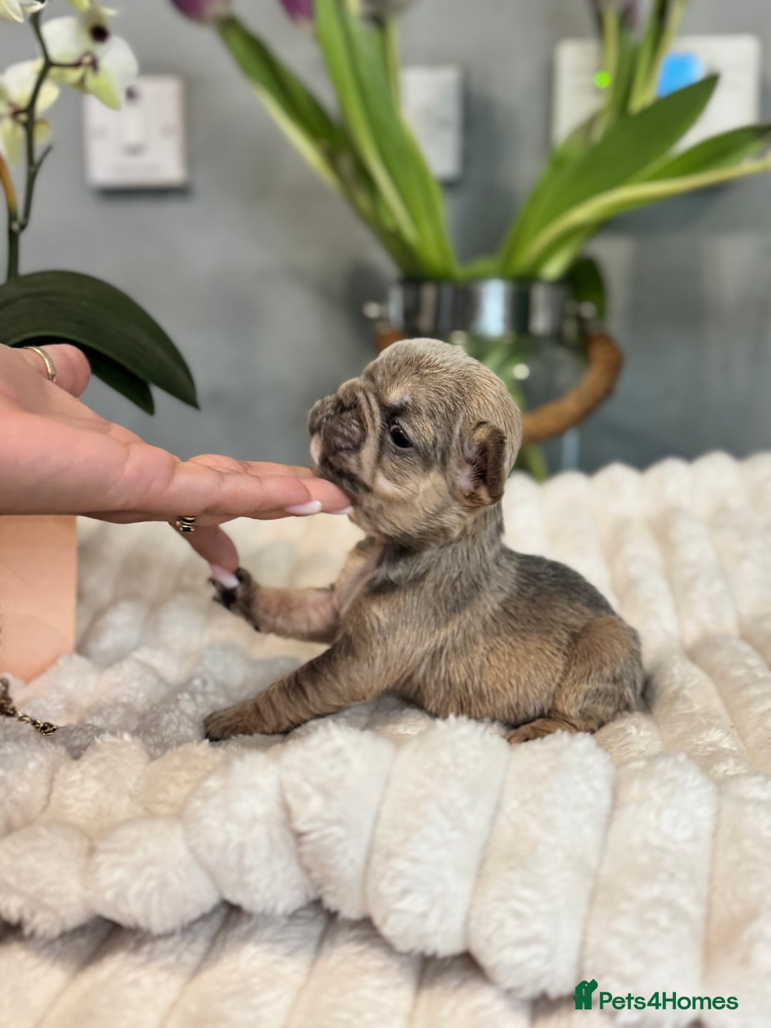 French Bulldog dogs for sale: *Unique fluffy French Bulldogs* - Advert 14