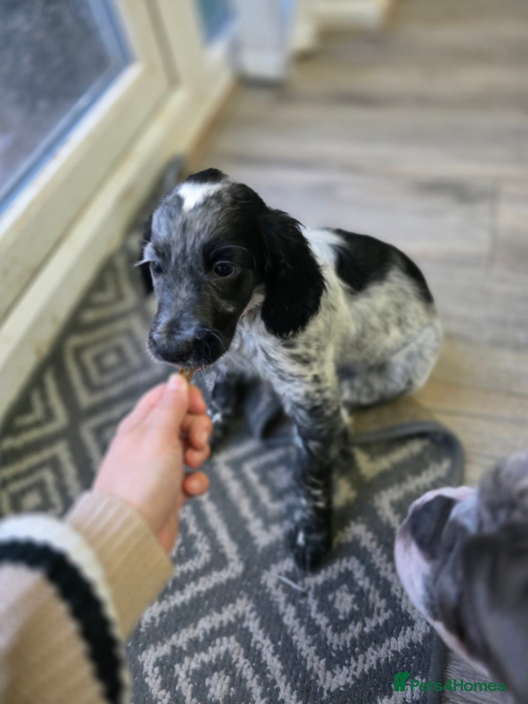 Cocker Spaniel dogs for sale: 1 left Working coker spaniel  - Advert 4