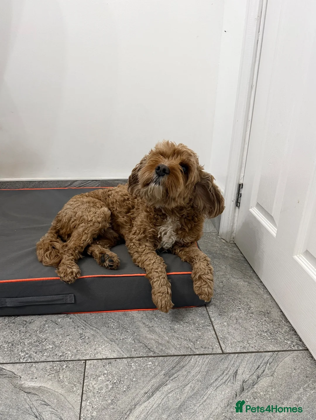 Cavapoo dogs for sale: Rehoming our lovely cavapoo Rex - Advert 2