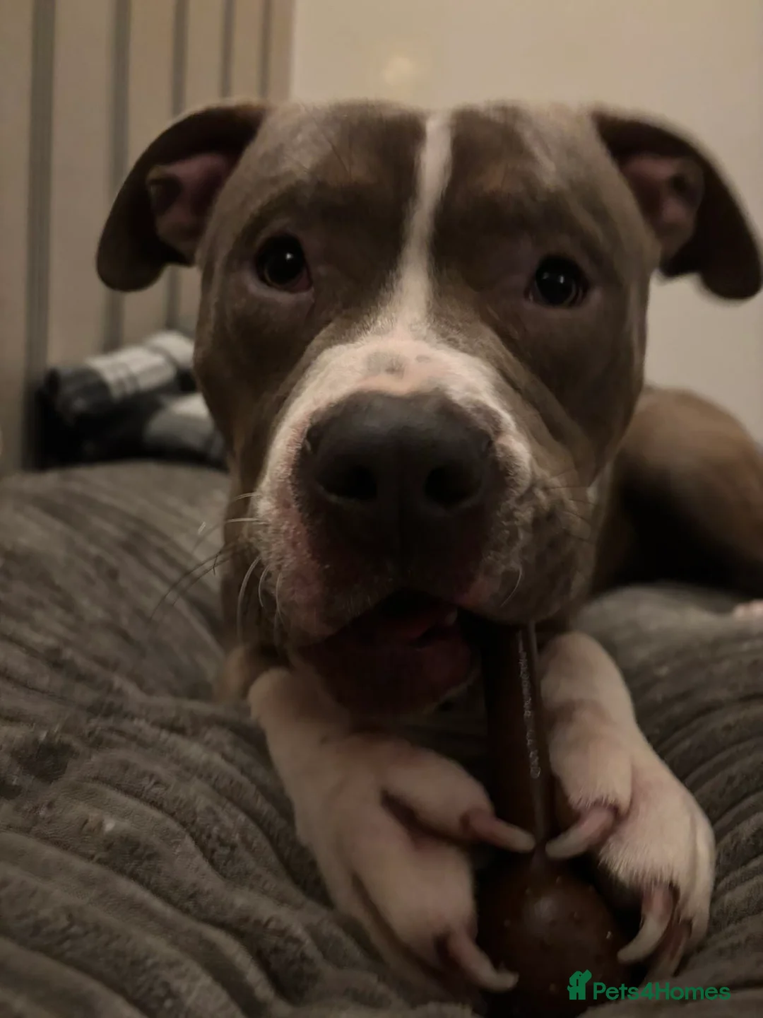 Mixed Breed dogs for sale: Zeus (male)  - Advert 2