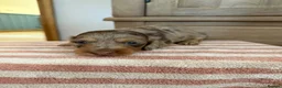 Miniature Dachshund dogs for sale: KC Long Haired Miniature Dachshund Puppies - Advert 6