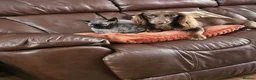 Sphynx cats for sale: Male Sphynx looking for new home  - Advert 2