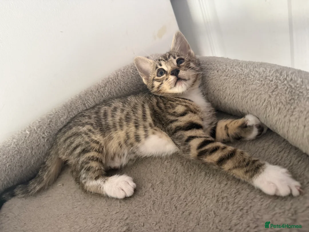 Bengal cats for sale: Half Bengal 2 female kittens 🐱  - Advert 2