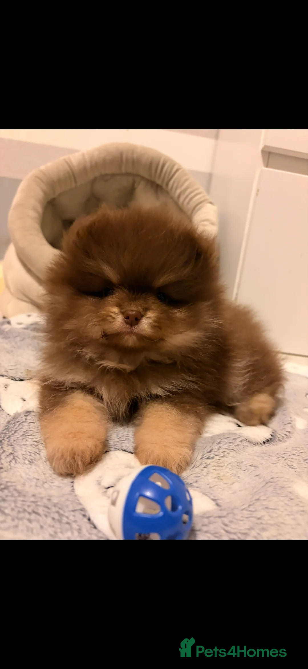Pomeranian dogs for sale: Beautiful Pomeranian babies - Advert 5