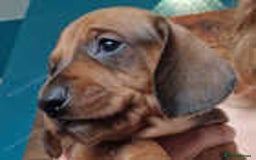 Miniature Dachshund dogs for sale: Miniature dachshund  - Image 4