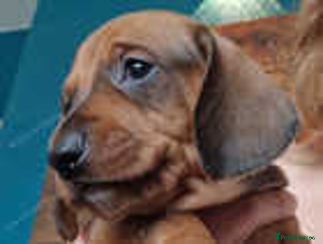 Miniature Dachshund dogs for sale: Miniature dachshund  - Image 4
