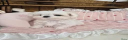 Maltese dogs for sale: 100% Korean‑line Maltese, registered with KKF  - Advert 11