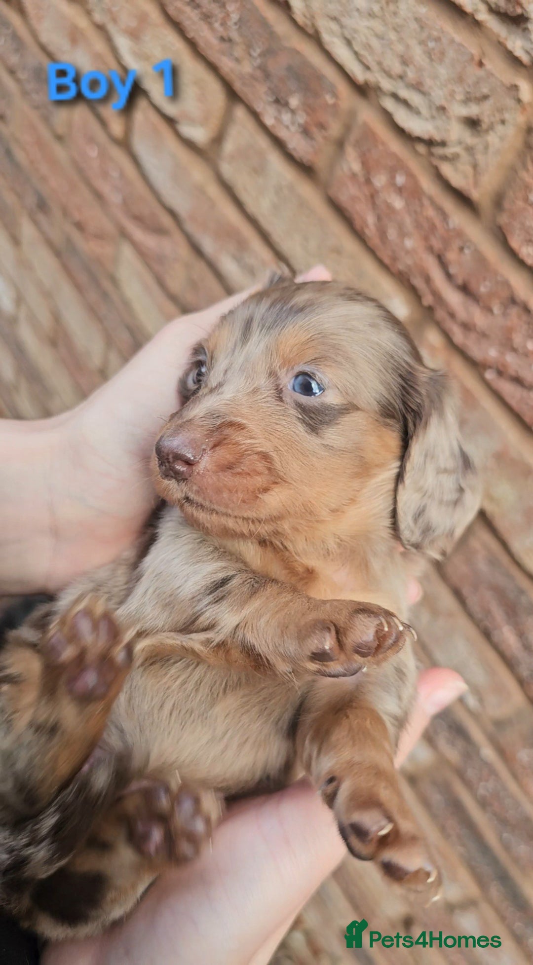 Miniature Dachshund dogs for sale: Miniature Dachshund Long Haired  - Advert 3