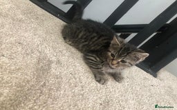 Mixed Breed cats for sale: Gorgeous Tabby Girl Kittens Ready  - Image 17