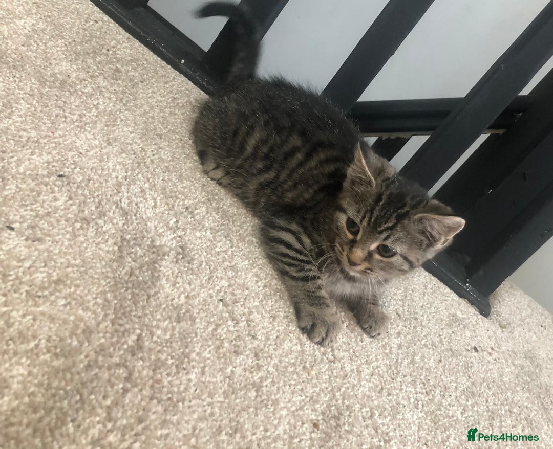 Mixed Breed cats for sale: Gorgeous Tabby Girl Kittens Ready  - Image 17