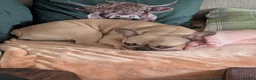 French Bulldog dogs for sale: Adult Fawn Female French Bulldog  - Advert 4