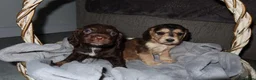 Cocker Spaniel dogs for sale: 4Girls 2Boys Cockerspaniel puppy’s for sale - Advert 11